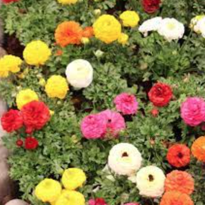 Ranunculus &#39;Sprinkles Mix&#39; - 4&quot;