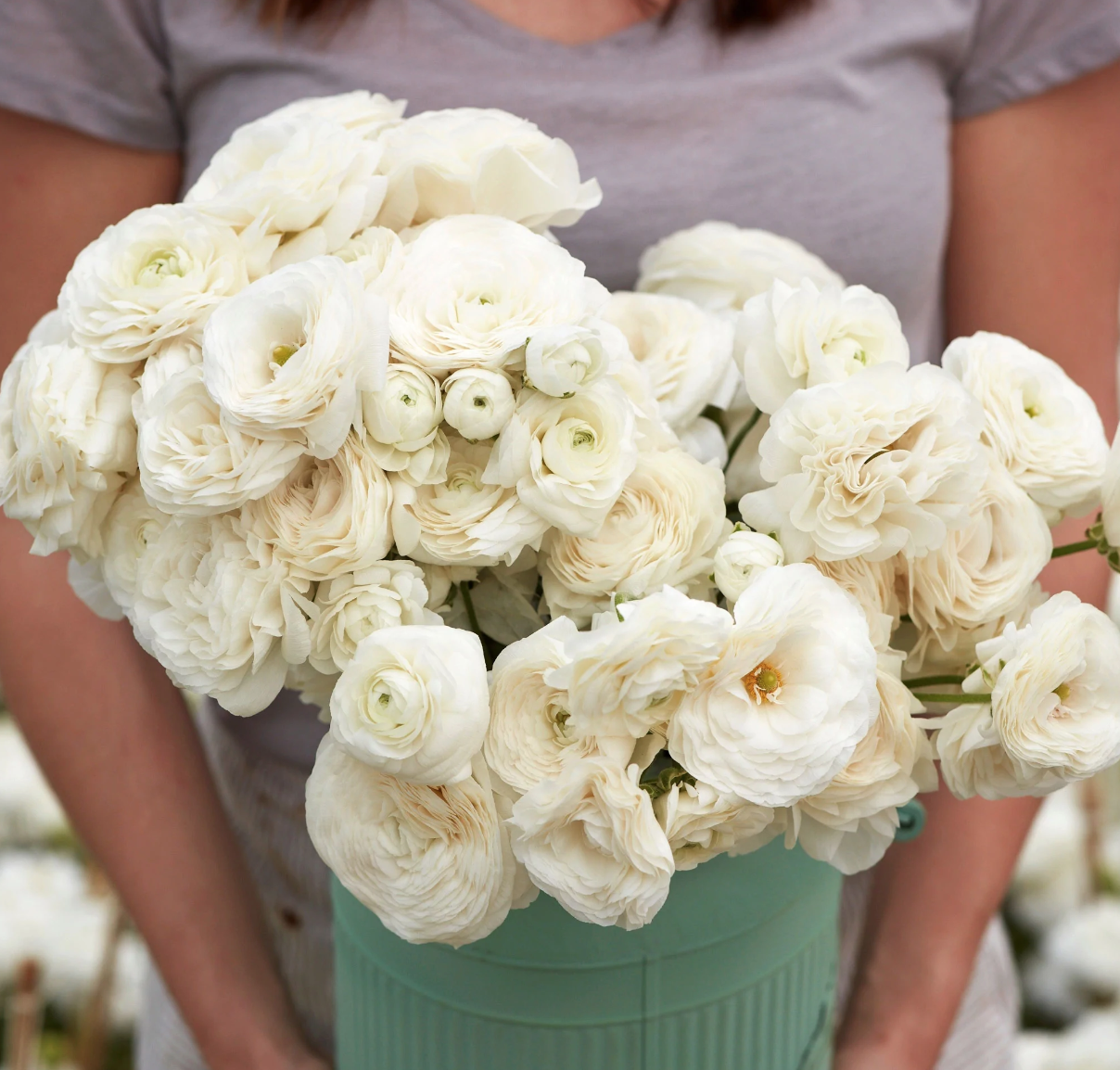 Ranunculus &#39;Sprinkles White&#39; - 4&quot;