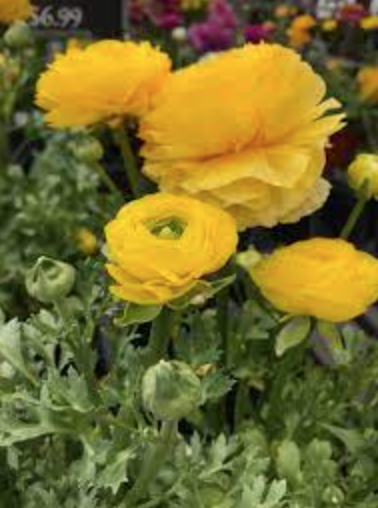 Ranunculus &#39;Sprinkles Yellow&#39; - 4&quot;