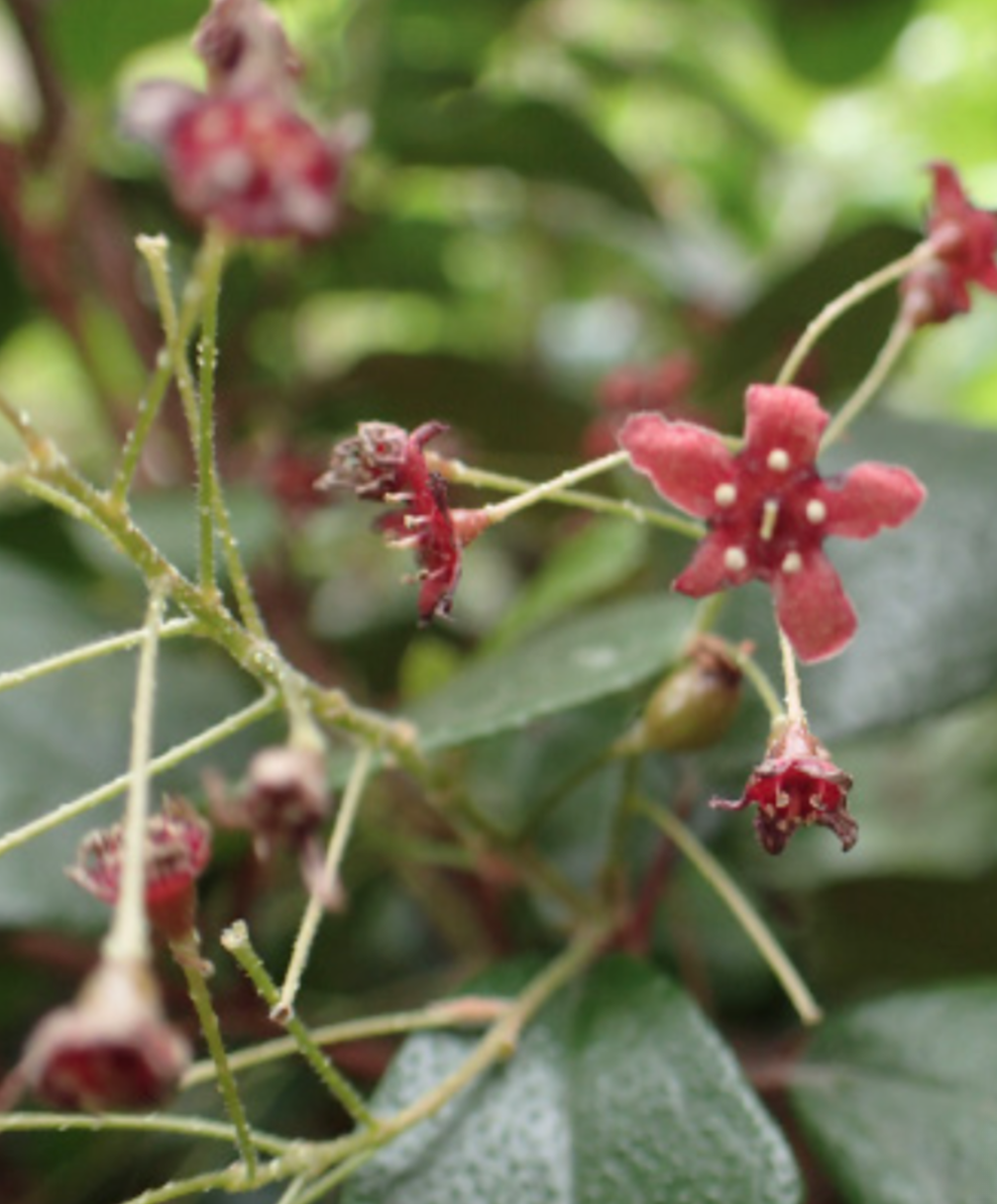 Ribes viburnifolium (Catalina Currant) - 4&quot;