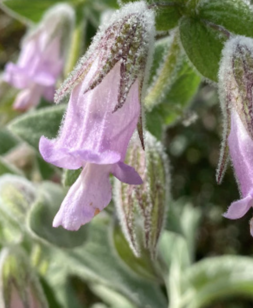 Lepechinia fragrans (Pitcher Sage) - 4&quot;