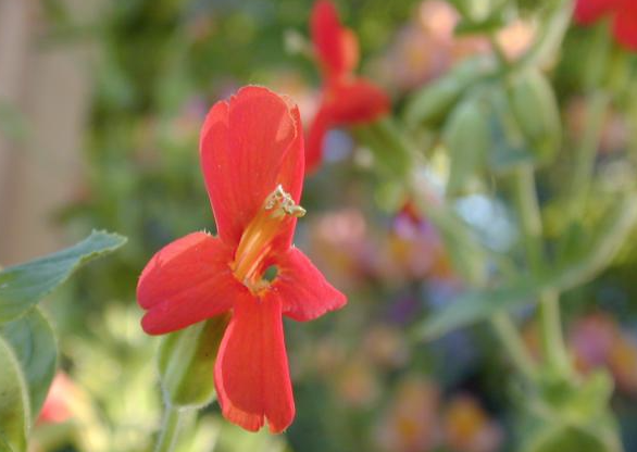 Mimulus cardinalis (CA Monkeyflower) - 1g