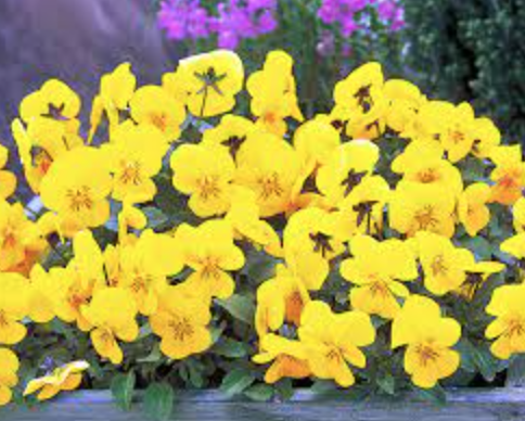 Viola &#39;Gem Yellow&#39; - 4&quot;