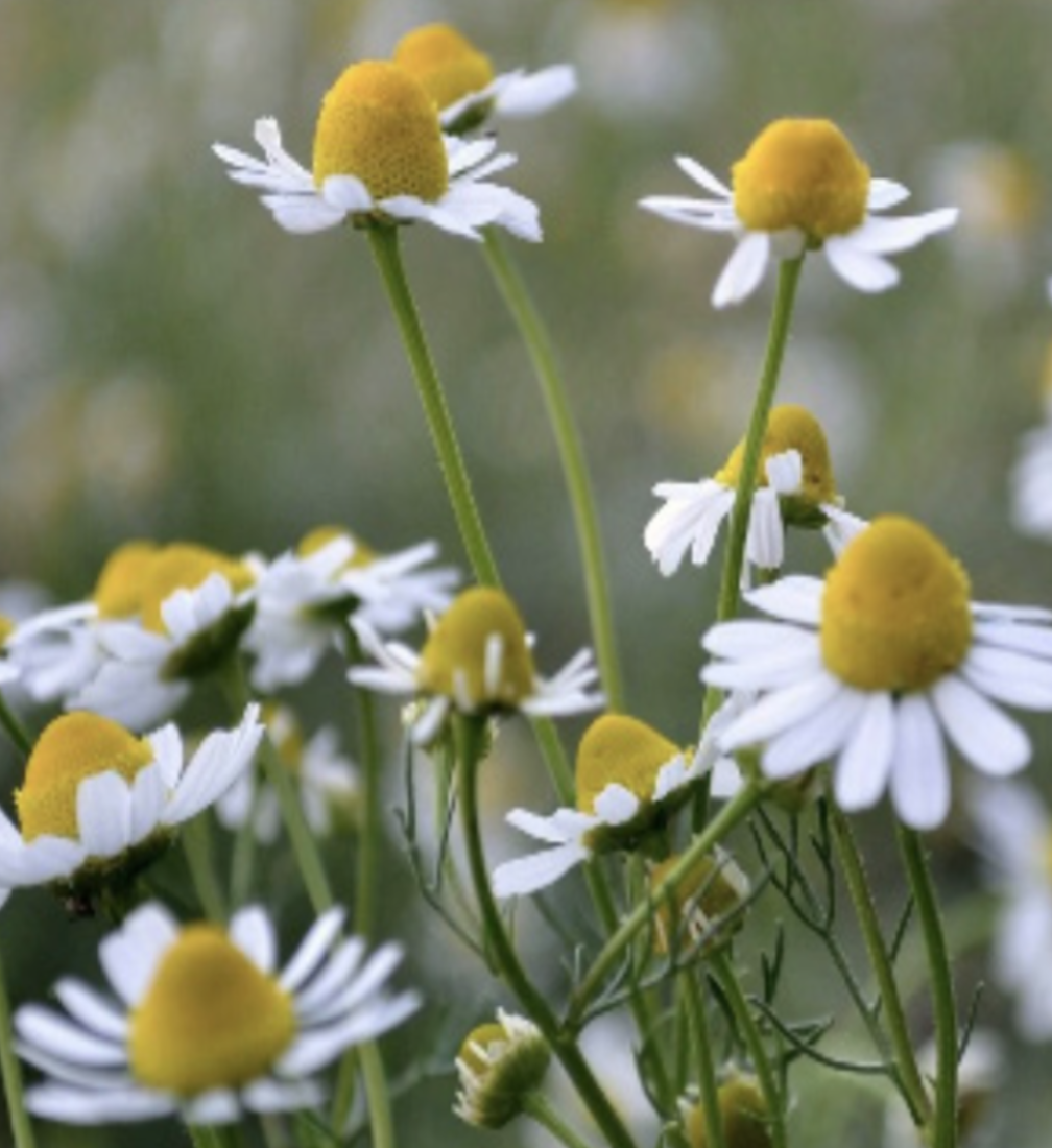 German Chamomile - 1g