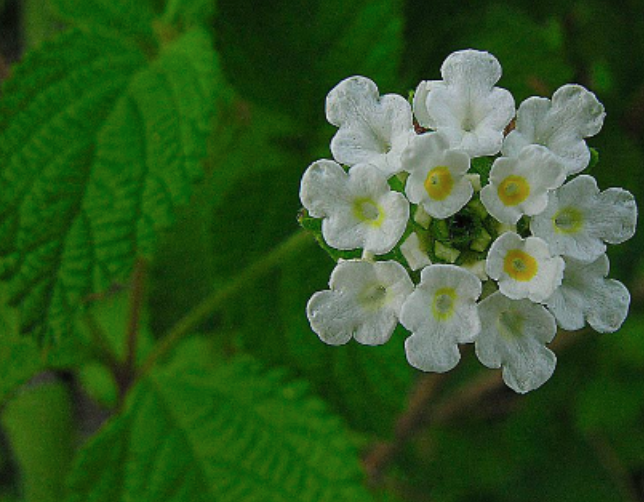 Mexican Oregano (Lippia) - 2g