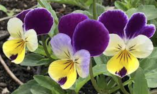Viola &#39;Johnny Jump Up&#39; - 4&quot;