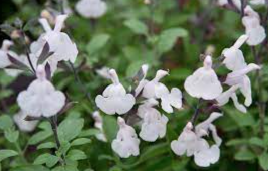 Salvia Microphylla x Heatwave Gilmmier