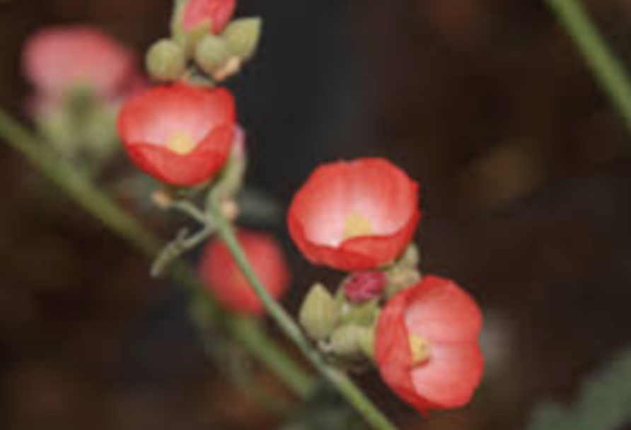 Sphaeralcea ambigua &#39;Louis Hamilton&#39; - 5g