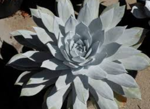 Dudleya brittonii - 1 gal