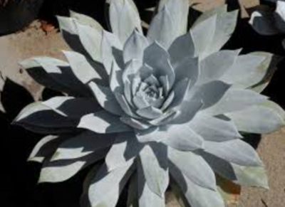 Dudleya brittonii - 1 gal