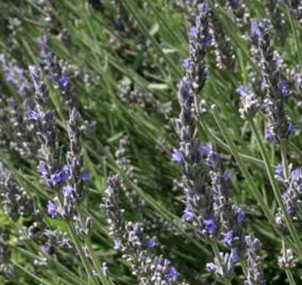 Sweet Lavender (Lavandula heterophylla) - 1 gal