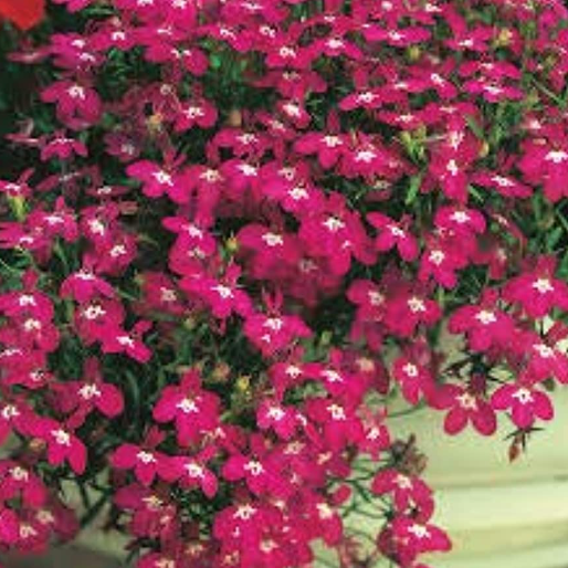 Lobelia &#39;Regatta Rose&#39; - 6pk