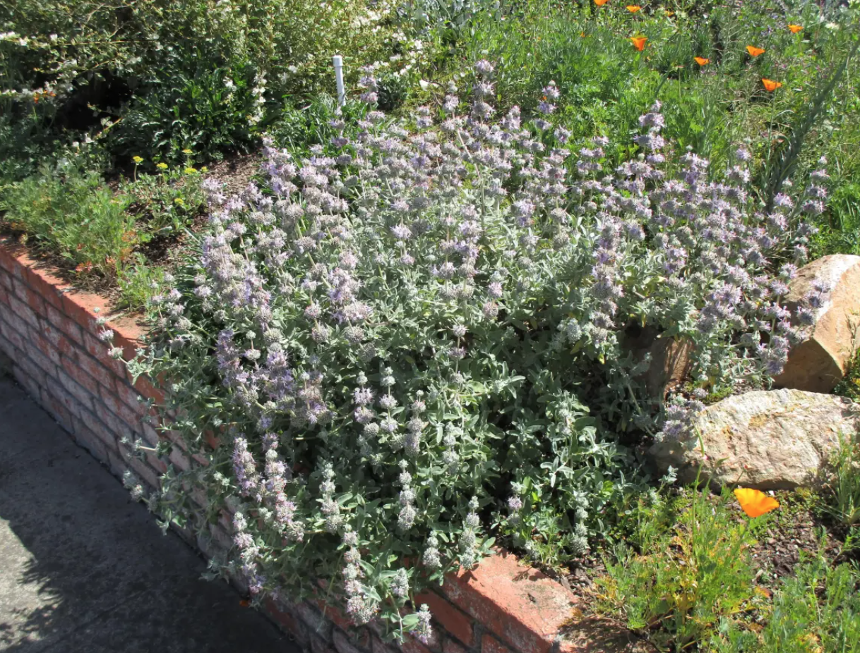 Salvia leucophylla &#39;Point Sal Spreader&#39; (Purple Sage) - 1g