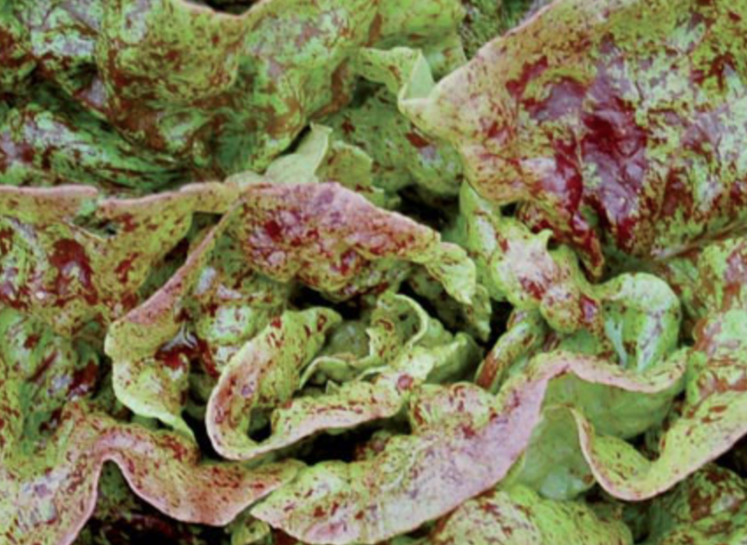 Lettuce &#39;Speckled&#39; OG - 6 pack