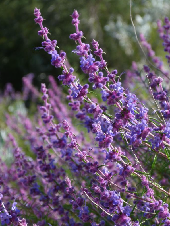 Trichostema lanatum (woolly bluecurls) - 5g