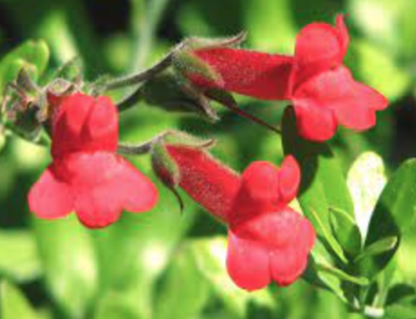 Galvezia speciosa &#39;Boca Rosa&quot; - 5g