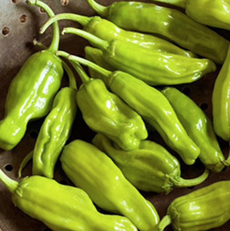 Sweet Italian &#39;Pepperoncini&#39; - 4in