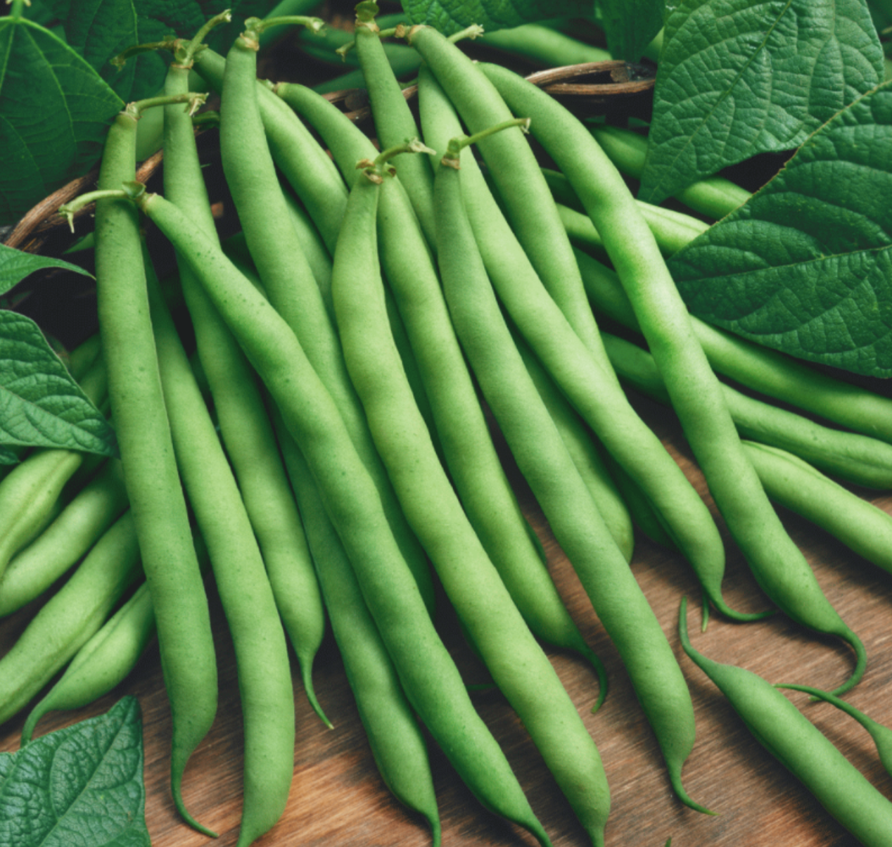 Pole Bean &#39;Blue Lake&#39; OG - 6pk