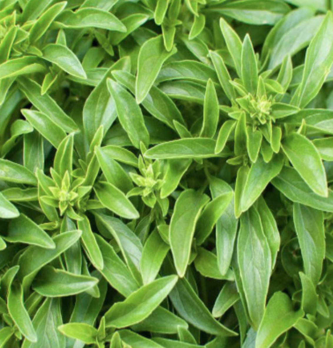Basil &#39;Fino Verde&#39; OG - 4&quot;
