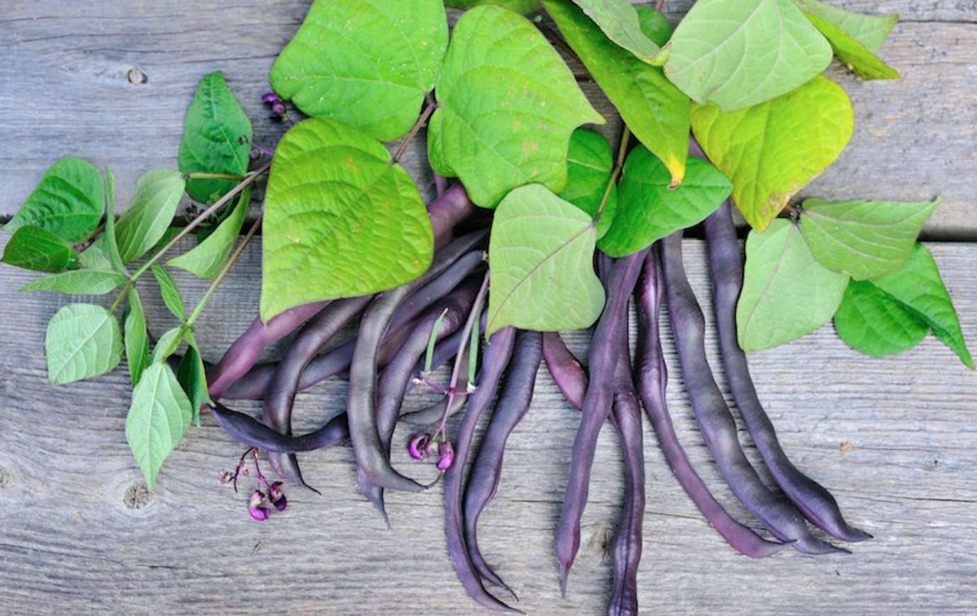 Bean &#39;Royal Burgundy Bush&#39; OG - 6pk
