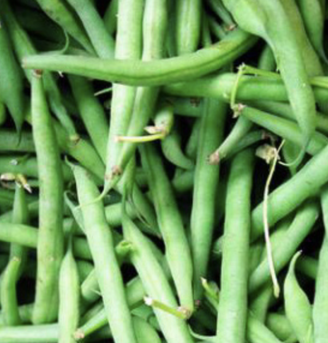 Bush Bean &#39;Blue Lake&#39; OG - 6pk