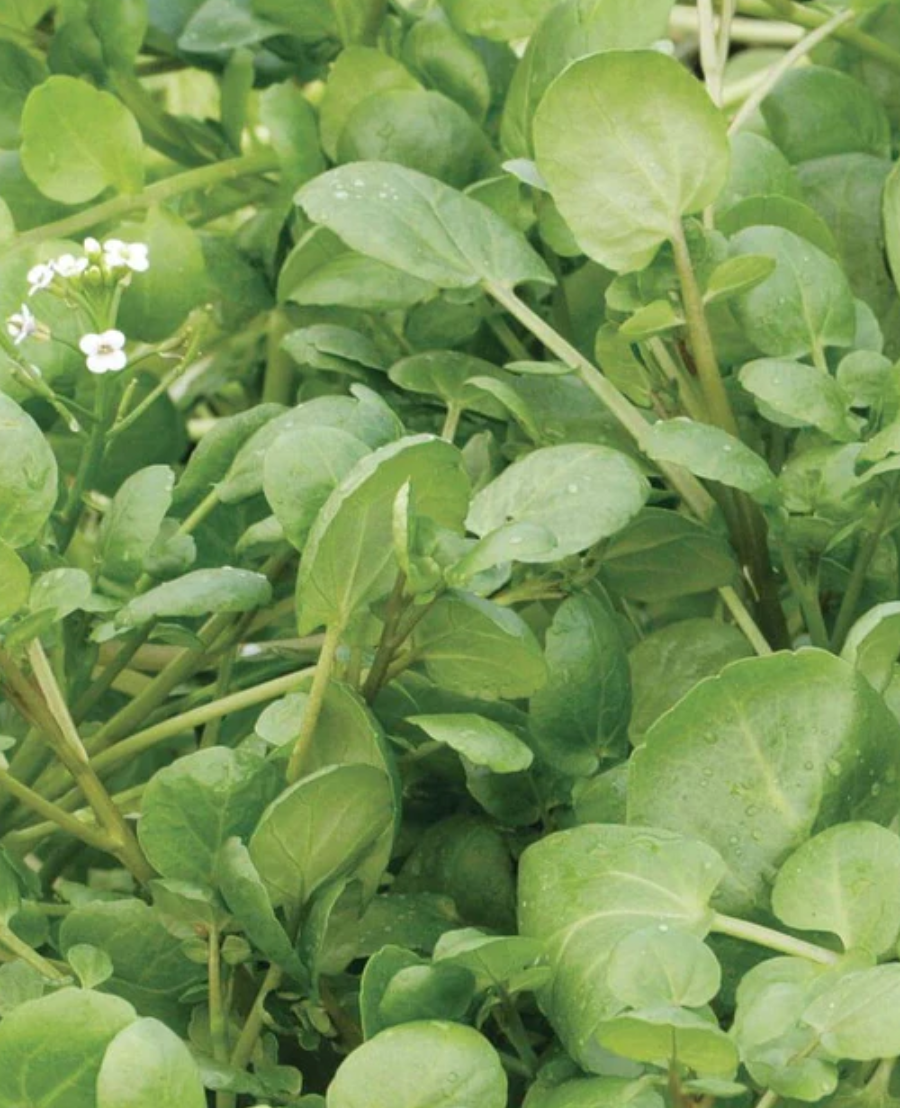 Cress &#39;True Water&#39; - 4&quot;