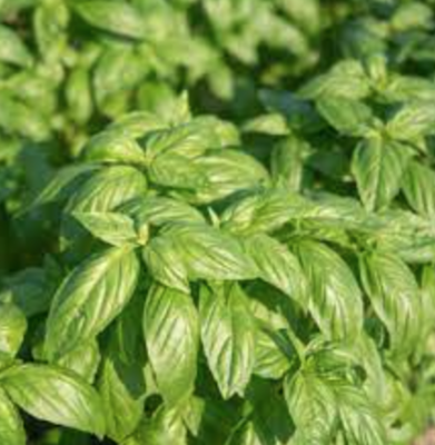 Basil &#39;Prospera Genovese&#39; OG - 4&quot;