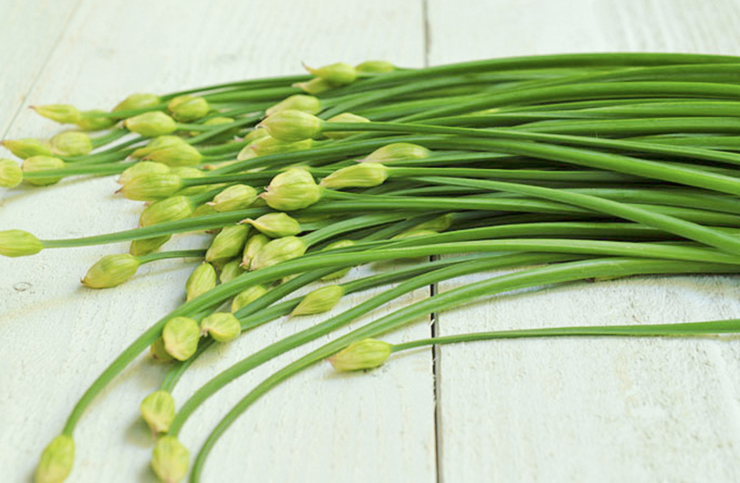 Chives &#39;Chinese&#39; OG- 4&quot;