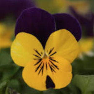 Viola &#39;Quicktime Yellow Violet Jump Up&#39; - 6pk