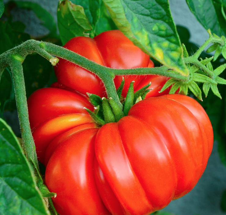 Brandywine &#39;Red Potato Leaf&#39; Tomato - 4&quot;