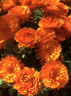 Calendula &#39;Bon Bon Orange&#39; - 6pk
