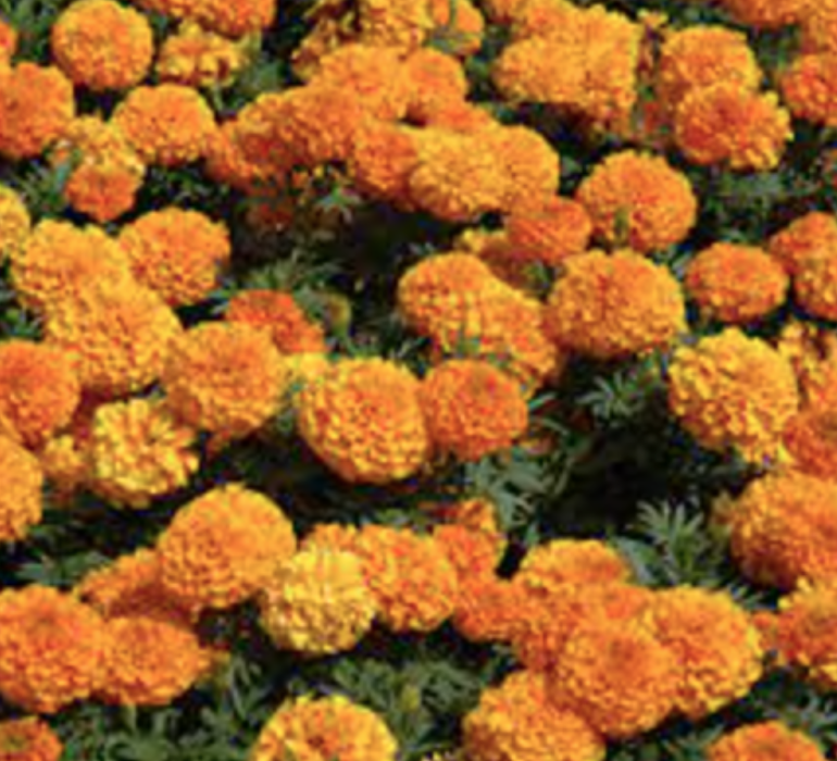 Marigold &#39;Taishan Orange&#39; - 6pk