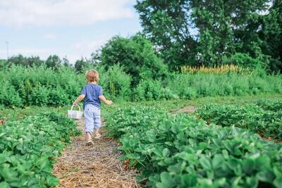Children&#39;s Gardens