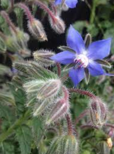 Borage (Borago officinalis) - 3&quot;