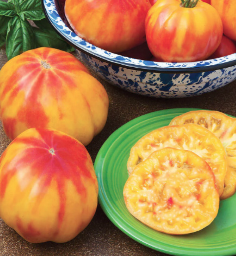 Tomato &#39;Mr Stripey&#39; - 4&quot;