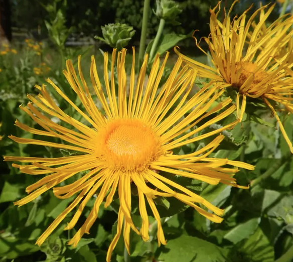 Elecampane (Inula helenium) - 4&quot;