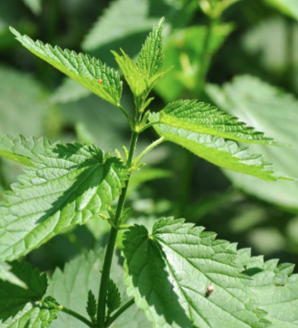 Heirloom Stinging Nettle - 1g