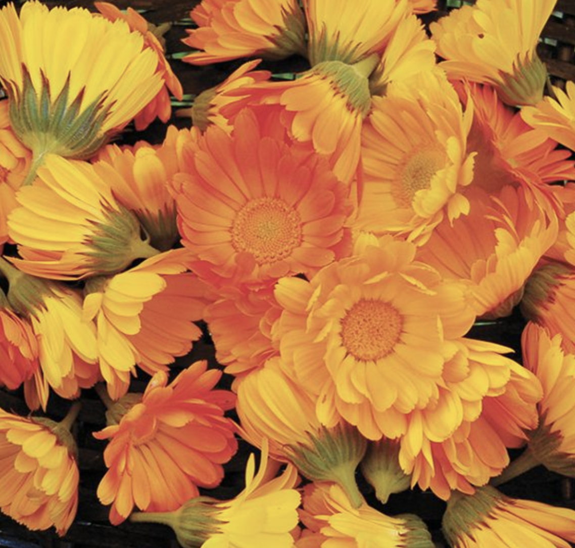 Heirloom Calendula (medicinal) - 1g