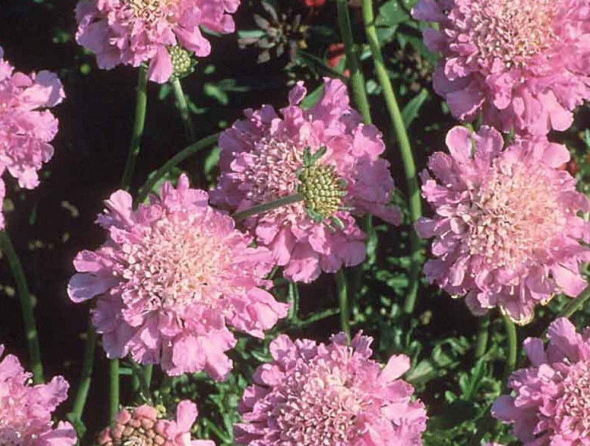 Scabiosa &#39;Pink Mist &#39; - 4&#39;&#39;