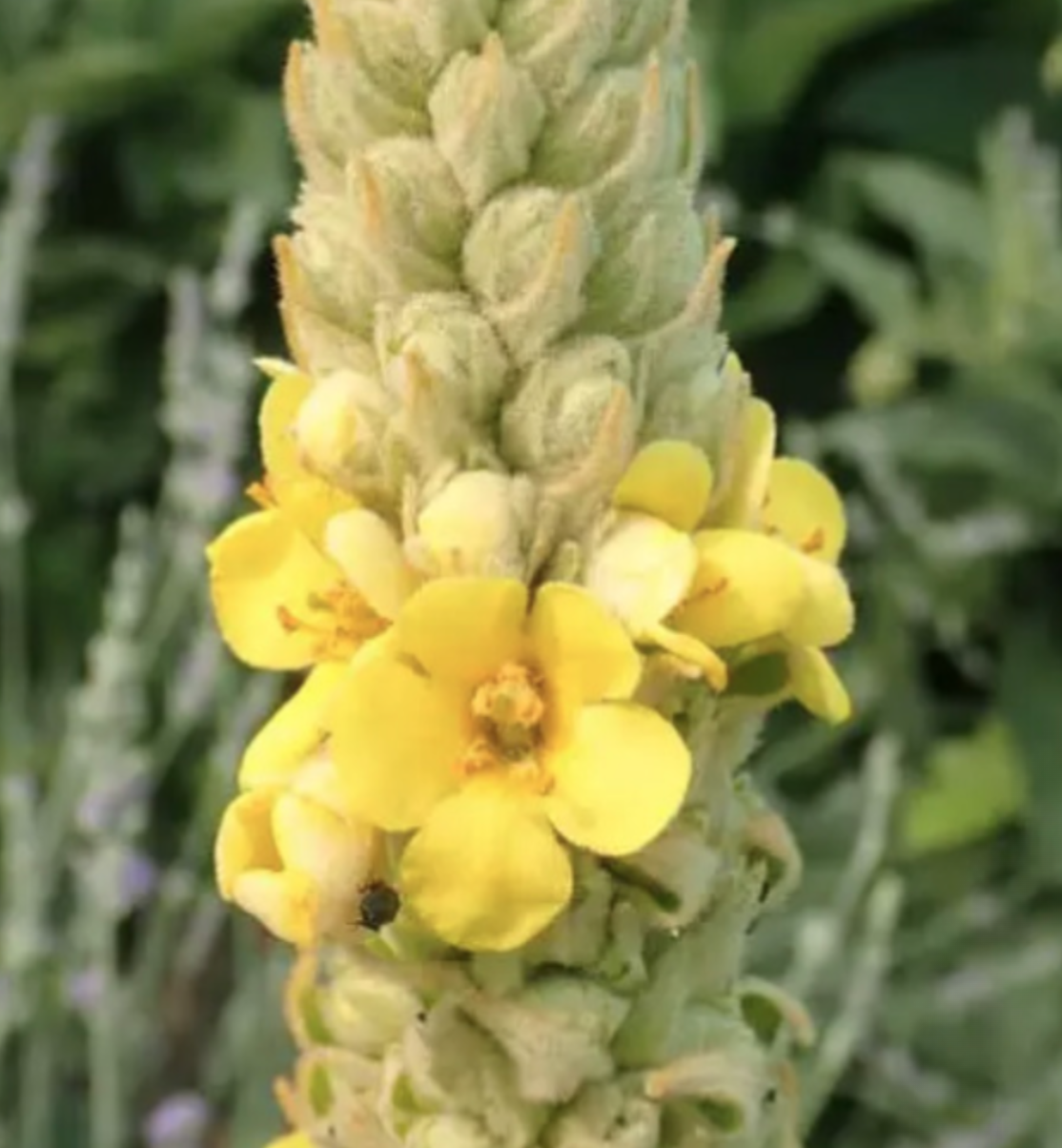 Herirloom Verbascum (Mullein) - 5g