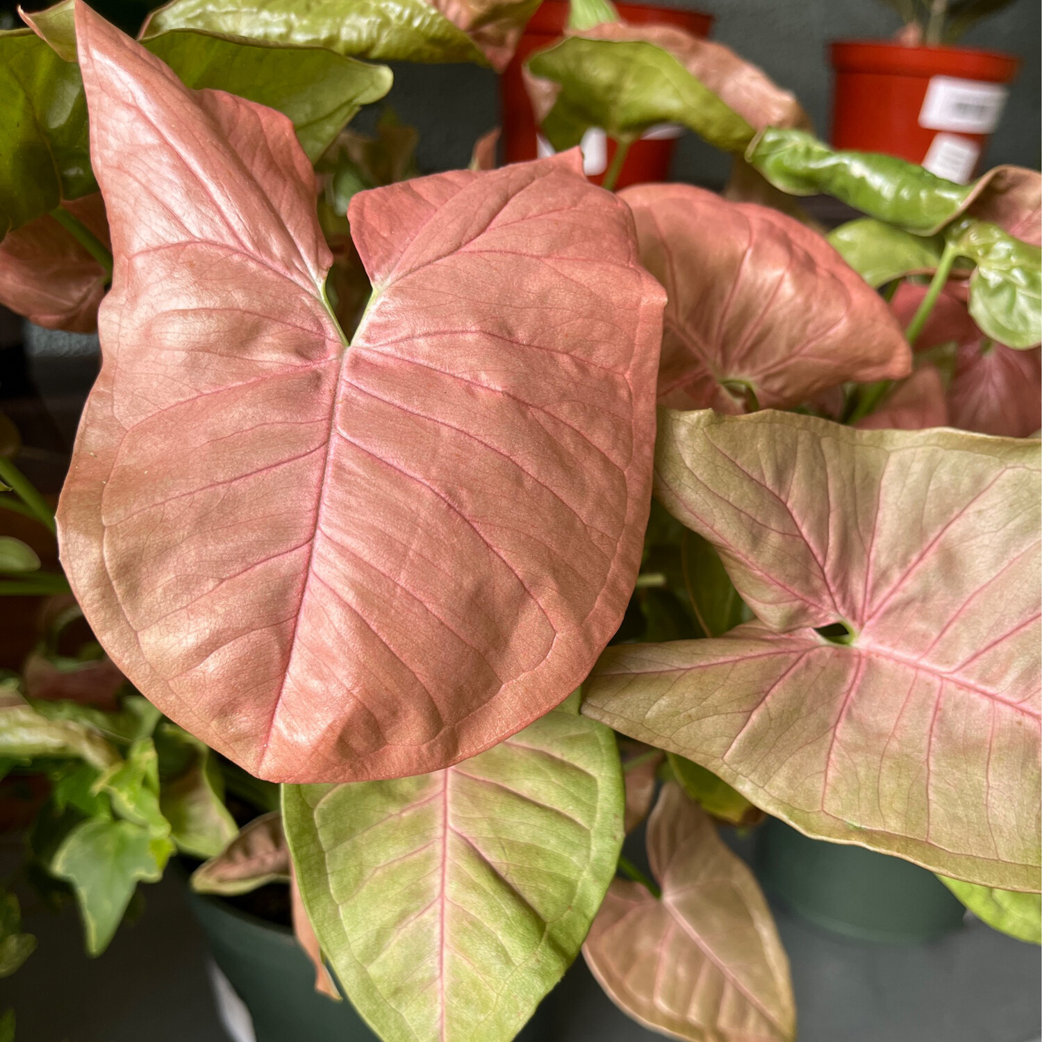 Syngonium &#39;Neon Robusta&#39; - 6&quot;