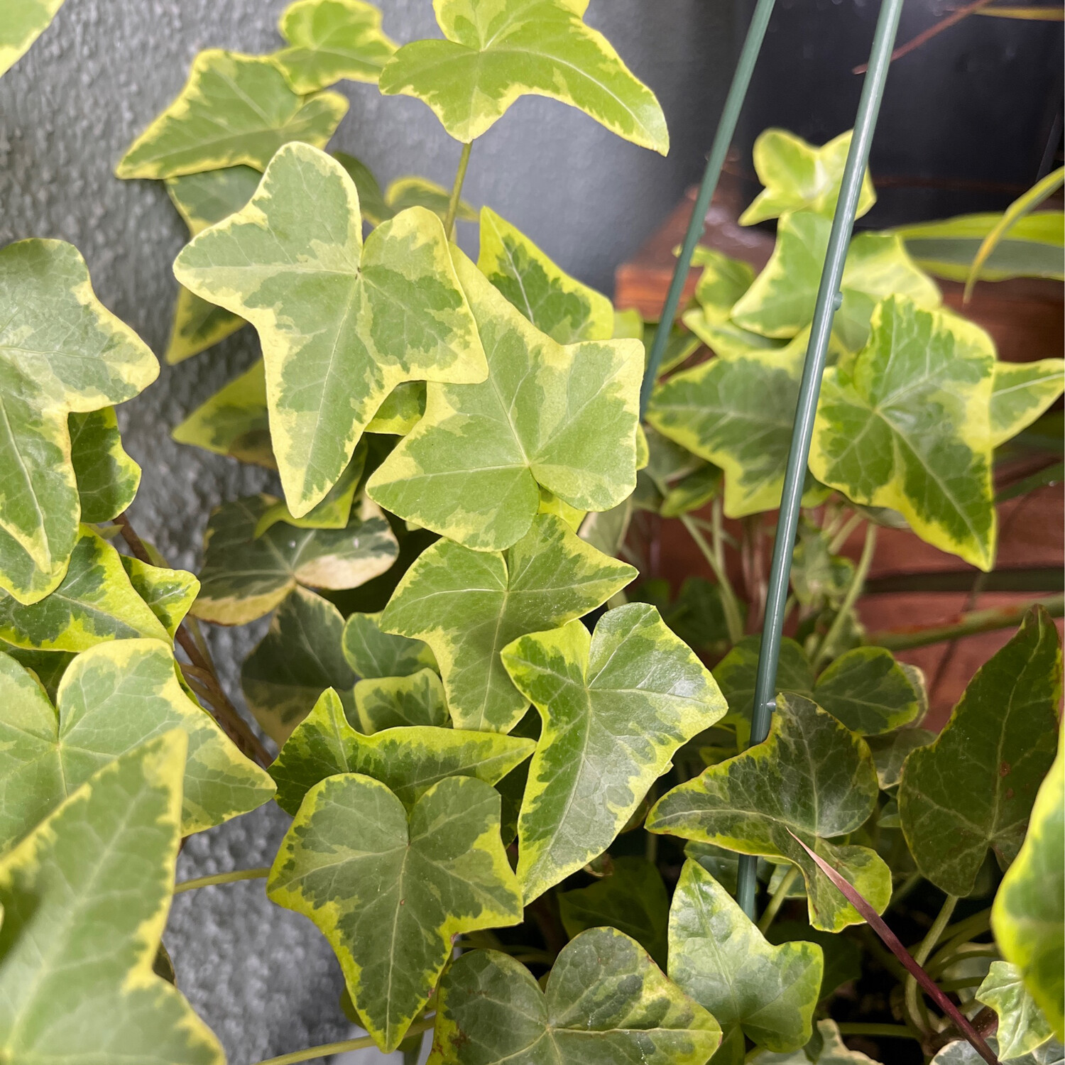 Hedera Helix &#39;Gold Child&#39; (Ivy) - 6in