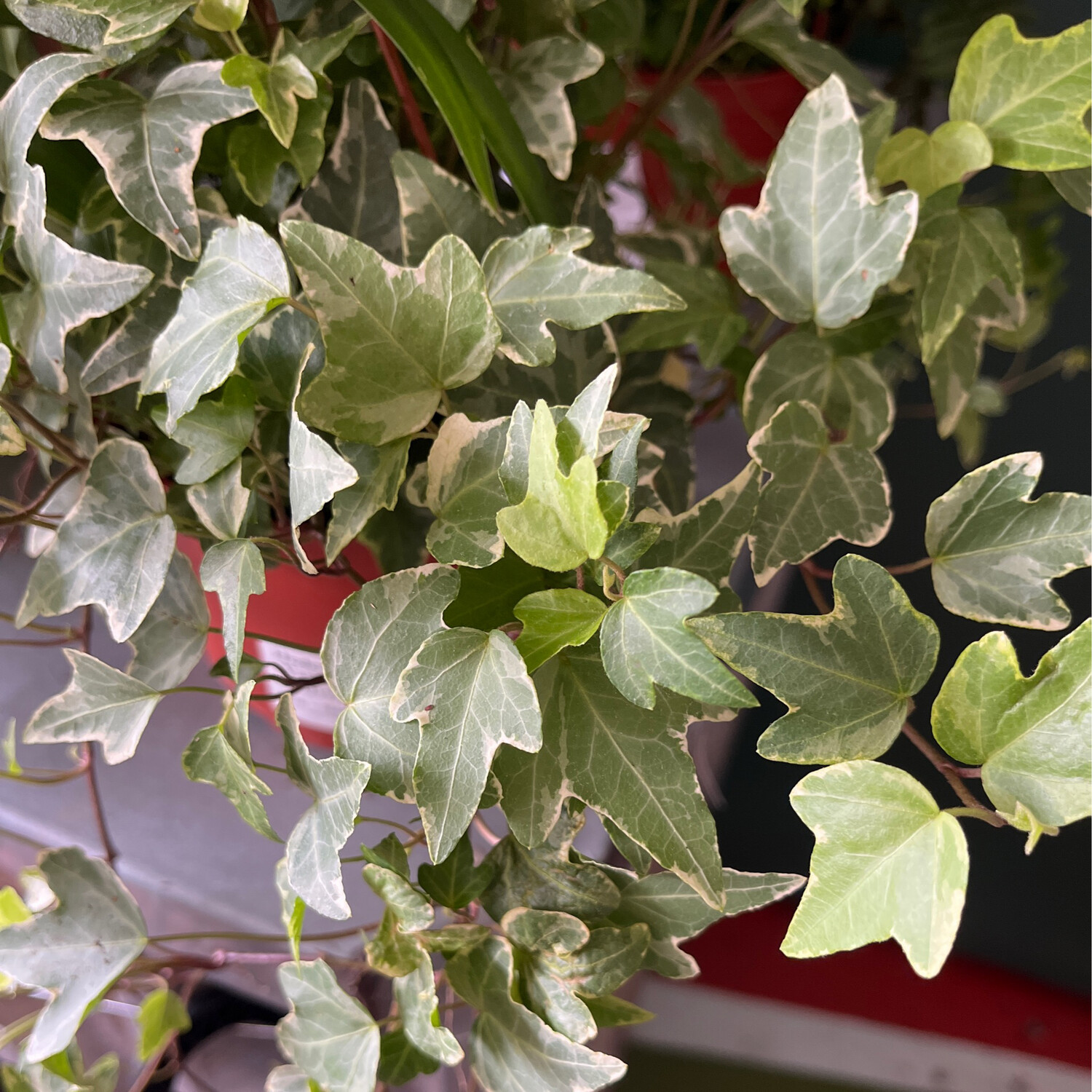 Hedera helix &#39;Variegated&#39; (Ivy) - 6&quot;