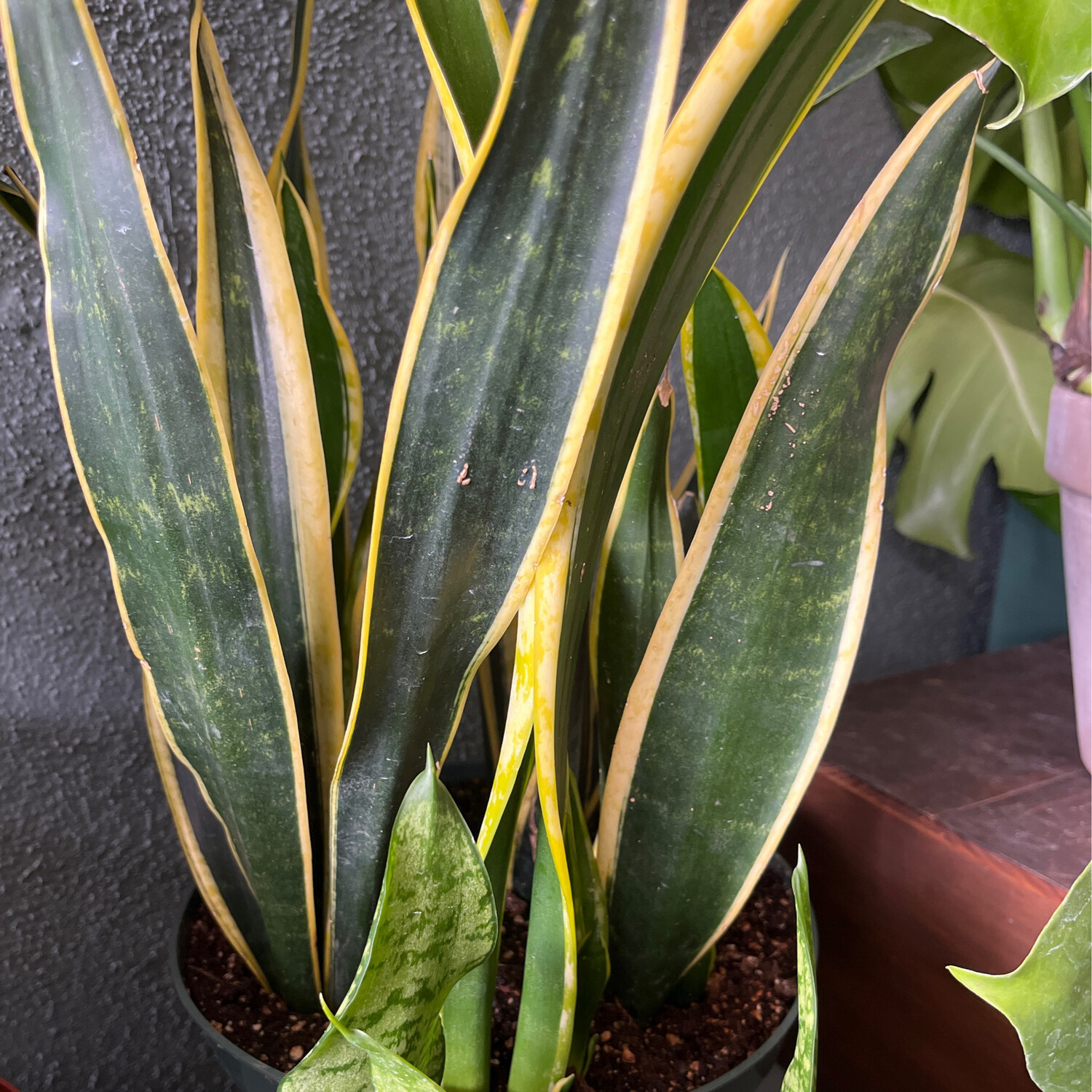 Sanseveria trifasciata &#39;Black Gold&#39; (Snake Plant) - 10&quot;