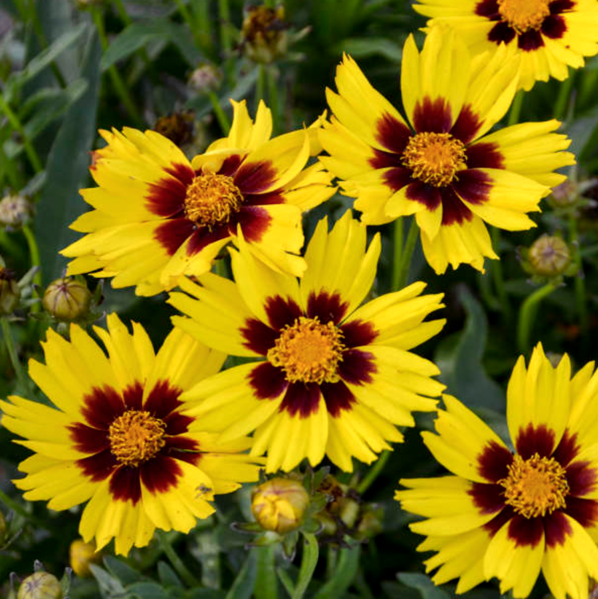 Coreopsis grandiflora &#39;Sun Kiss&#39; - 6pk