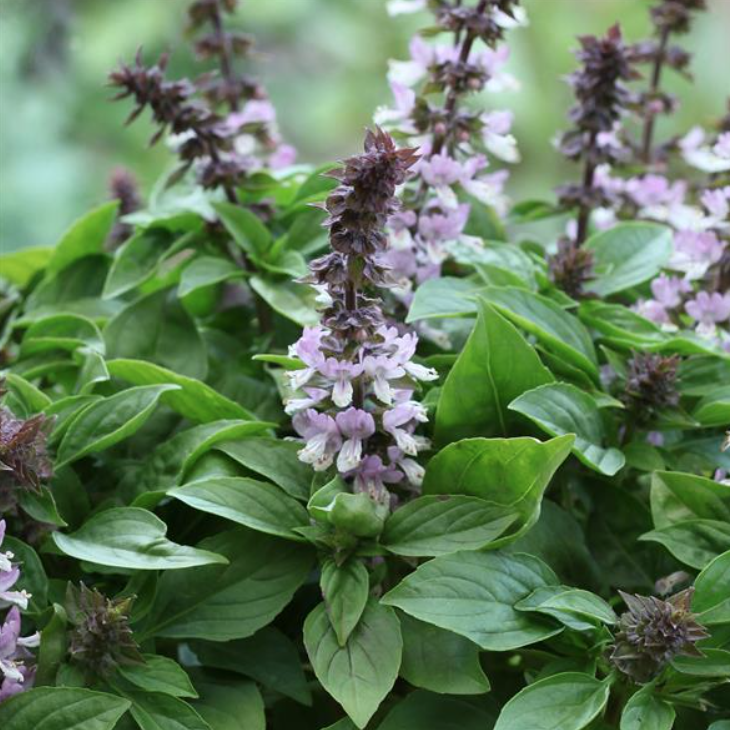Basil &#39;Floral Spires Lavender&#39; OG - 4&quot;