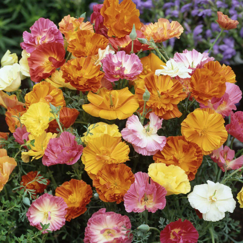 Eschscholzia californica &#39;Ballerina Mix&#39; - 6pk