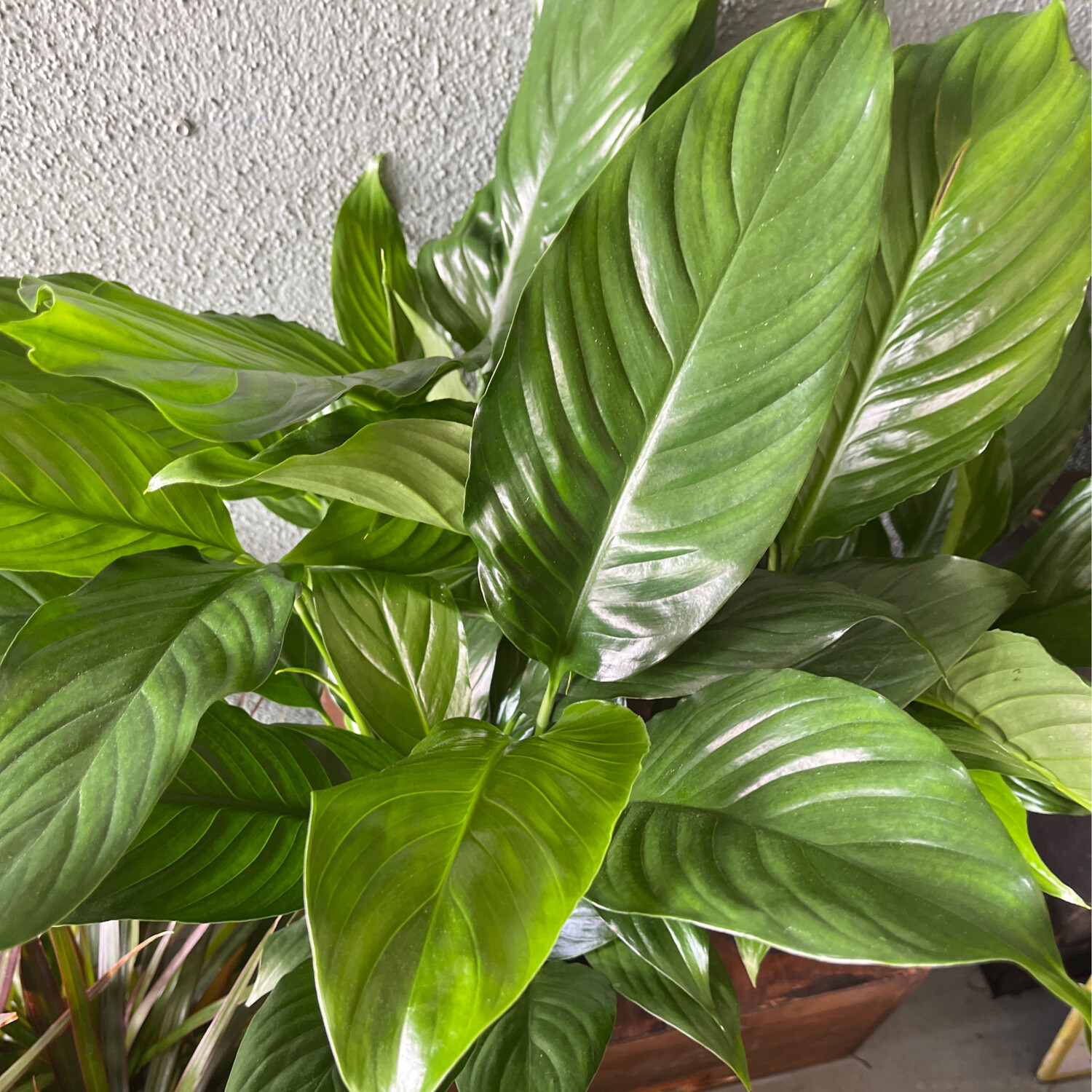 Spathiphyllum &#39;Romeo&#39; (Peace Lilly) - 6&quot;