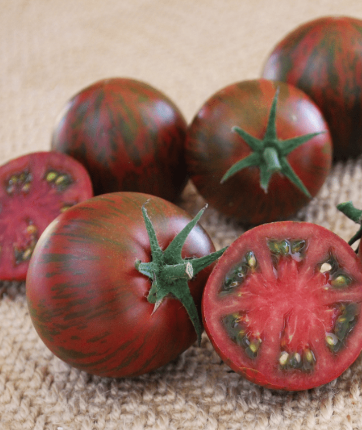 Tomato &#39;Purple Zebra&#39; - 4&quot;