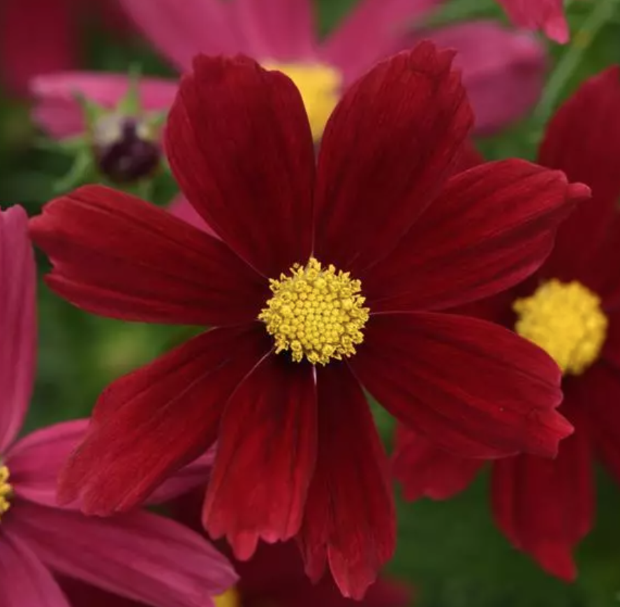 Cosmos &#39;Sonata Red Shade&#39; - 6pk